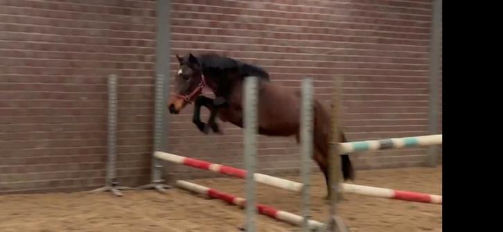 D Pony te koop, Dieren en Toebehoren, Paarden en Pony's | Dekhengsten en Fokmerries, Merrie