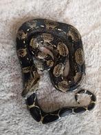 1.0 boa constrictor imperator, Serpent, Domestique, 0 à 2 ans