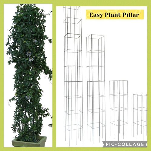 planten rekken klimplantenrekken clematis jasmijn klimrozen, Tuin en Terras, Planten | Tuinplanten, Klimplanten, Ophalen of Verzenden