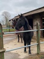 Prachtige ruin met gouden hart, Ruin, 165 tot 170 cm, Recreatiepaard, 11 jaar of ouder