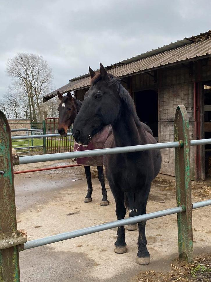Prachtige ruin met gouden hart, Dieren en Toebehoren, Paarden, Ruin, 165 tot 170 cm, 11 jaar of ouder, Recreatiepaard