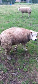texel schaap, Dieren en Toebehoren, Schapen, Geiten en Varkens, Mannelijk, Schaap, 0 tot 2 jaar