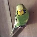 Engelse grasparkieten, Dieren en Toebehoren, Meerdere dieren, Parkiet, Geringd