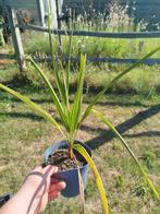 verschillende palmboom soorten zaailingen te koop, Tuin en Terras, Ophalen of Verzenden
