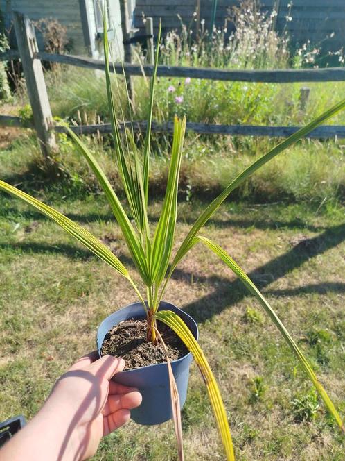 verschillende palmboom soorten zaailingen te koop, Tuin en Terras, Planten | Tuinplanten, Ophalen of Verzenden