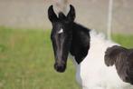 te koop barock Pinto merrie veulen Pippa, Dieren en Toebehoren, Paarden, Merrie, Dressuurpaard, 0 tot 2 jaar, 160 tot 165 cm
