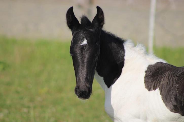 te koop barock Pinto merrie veulen Pippa, Dieren en Toebehoren, Paarden, Merrie, Onbeleerd, 160 tot 165 cm, 0 tot 2 jaar, Dressuurpaard