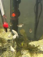 Jonge ballon molly, Dieren en Toebehoren, Vissen | Aquariumvissen, Vis, Zoetwatervis, Schoolvis