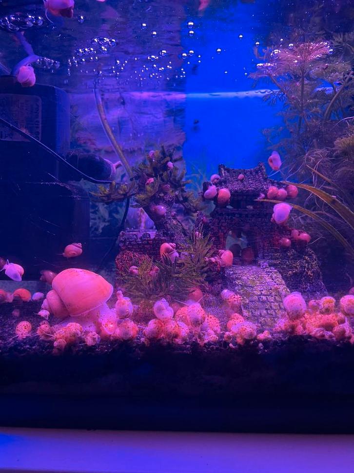 Gele slak, Dieren en Toebehoren, Vissen | Aquariumvissen, Zoetwatervis, Slak of Weekdier