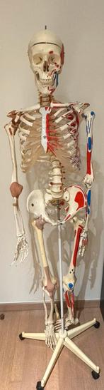 Menselijk Anatomisch skelet, Ophalen, Zo goed als nieuw