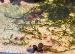 Mooie Neocaridina Red rili garnalen, Dieren en Toebehoren, Vissen | Aquariumvissen