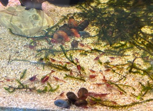 Mooie Neocaridina Red rili garnalen, Animaux & Accessoires, Poissons | Poissons d'aquarium