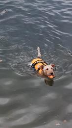 Zwemvest voor kleine hond., Zo goed als nieuw, Ophalen