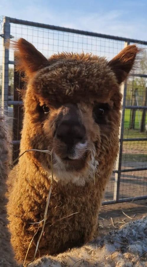 alpaca hengst, halstermak en makkelijk hanteerbaar, Dieren en Toebehoren, Schapen, Geiten en Varkens, Mannelijk