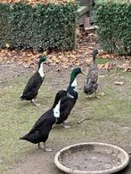 Indische loopeenden te geef - mannetjes, Dieren en Toebehoren, Mannelijk, Tam