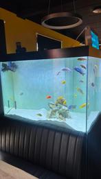 140x120 x90 groot aquarium te koop 2x 650liter, Ophalen, Zo goed als nieuw