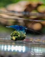 Blue Dream garnalen (Neocaridina), Dieren en Toebehoren, Kreeft, Krab of Garnaal, Zoetwatervis, Schoolvis