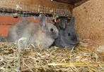 Dwergkonijnen, Animaux & Accessoires, Lapins, Mâle, Nain