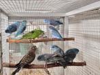 Forpussen, Dieren en Toebehoren, Vogels | Parkieten en Papegaaien