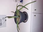 Aloe vera, Maison & Meubles, Plantes d'intérieur, Enlèvement ou Envoi