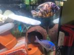 Gezocht : Malawi cichliden, Dieren en Toebehoren, Vissen | Aquariumvissen, Vis, Zoetwatervis