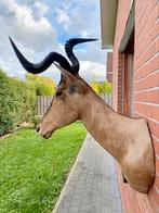 Grote Afrikaanse taxidermie, Ophalen, Zo goed als nieuw