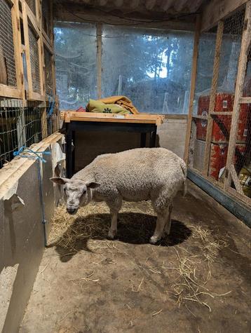 Mouton, Mouton
