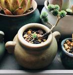 Succulent Sedum multiceps, Ombre partielle, En pot, Plante verte, Plante succulente