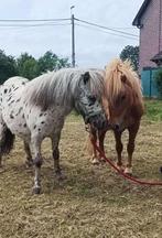 Lieve kinderpony, Dieren en Toebehoren, Paarden, Gechipt, Minder dan 160 cm, Niet van toepassing, Hengst
