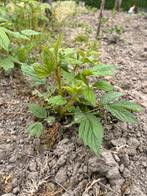 Frambozen, Ophalen, Zomer, Vaste plant, Fruitplanten