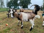 Vlaamse geit, Dieren en Toebehoren, Geit
