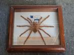 Curiosity Araignée mangeuse d'oiseaux géant Dominicaine 1970, Enlèvement ou Envoi, Utilisé, Insecte, Animal empaillé