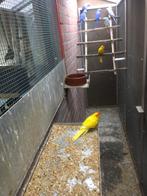 Halsband. Parkieten x kakarikis, Dieren en Toebehoren, Vogels | Parkieten en Papegaaien