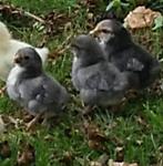 GEZOCHT grijze CHABO eendagskuikens, Dieren en Toebehoren, Pluimvee