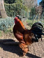 3 Coq a vendre, Animaux & Accessoires, Volatiles, Mâle, Poule ou poulet