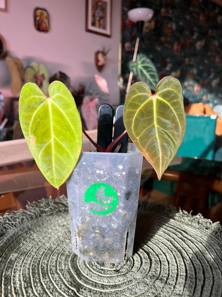 Anthurium Dark phoenix, Ophalen of Verzenden