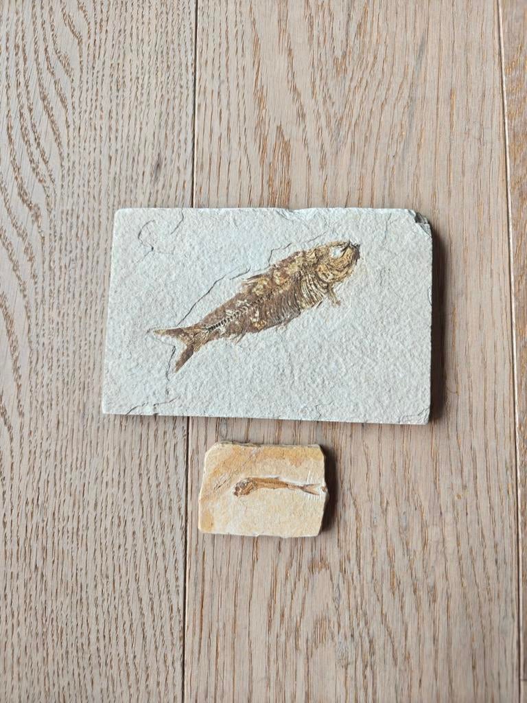 Lot van 2 fossiele vissen, Collections, Signets, Enlèvement ou Envoi