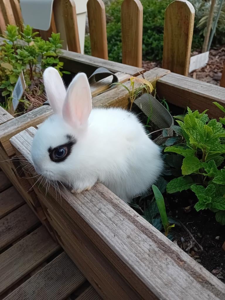 Mooi wit van hotot dwergkonijntje supertam, Animaux & Accessoires, Lapins