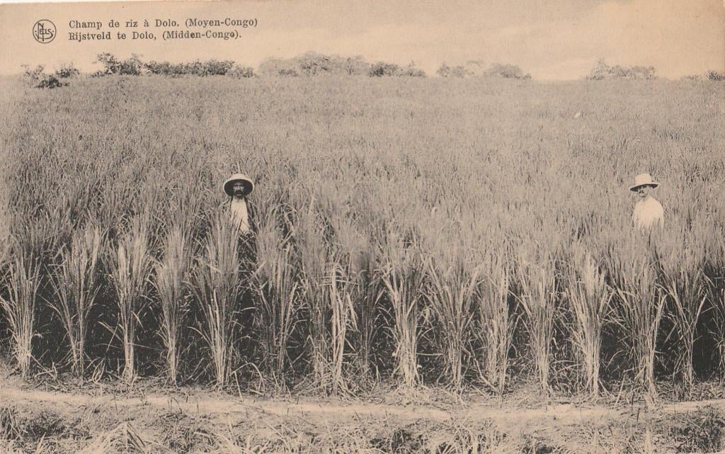 BELGISCH  CONGO - Rijstveld te Dolo  ( Midden-Congo ), Collections, Cartes postales | Étranger, Envoi, Non affranchie, Hors Europe