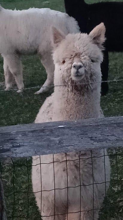 alpaca hengstje 'light fawn', Mâle, Mouton, 0 à 2 ans