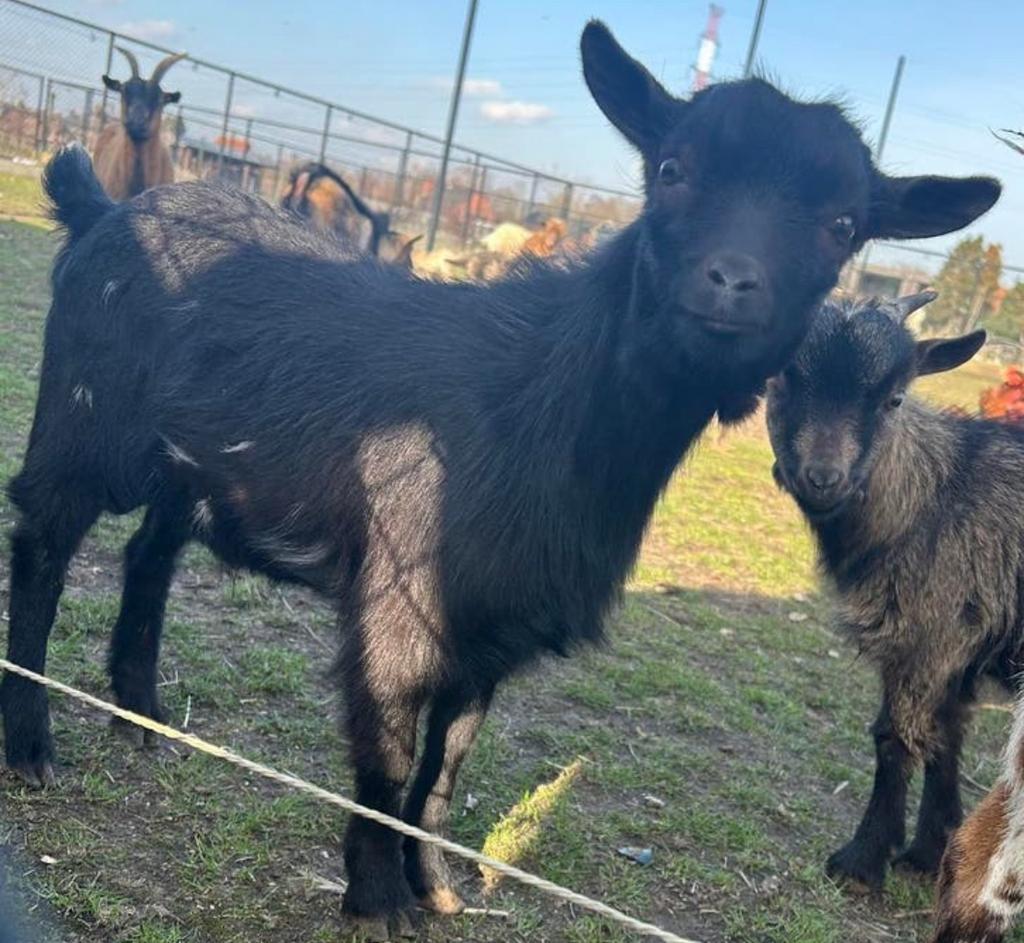 Hoornloos bokje 5 maanden oud, Dieren en Toebehoren, Mannelijk, Geit, 0 tot 2 jaar
