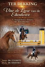 TER DEKKING!! WELSH SECTIE B HENGST!, Dieren en Toebehoren, Pony's, Hengst, B