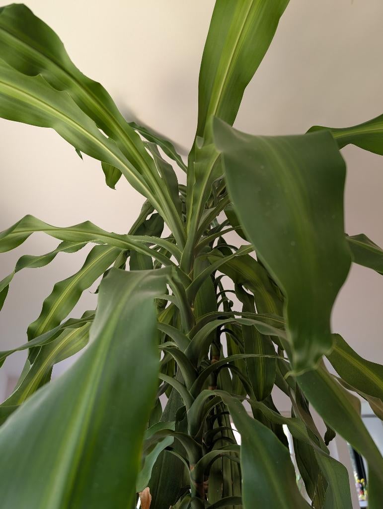 Dracaena massangeana 265 cm + pot en pierre solide 55 cm, Maison & Meubles, Autres espèces, En pot, Enlèvement, 200 cm ou plus