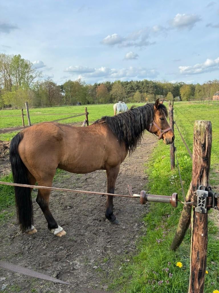 Knappe kruising fjord ruin, Animaux & Accessoires, Poneys, Hongre, M, Poney E (1.48 m - 1.57m), Vermifugé