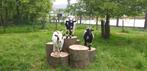 3 Geiten (bokken), Dieren en Toebehoren, Schapen, Geiten en Varkens