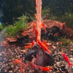 Crevettes Neocaridina Davidi Red Cherry, Animaux & Accessoires, Homard, Crabe ou Crevette, Poisson d'eau douce