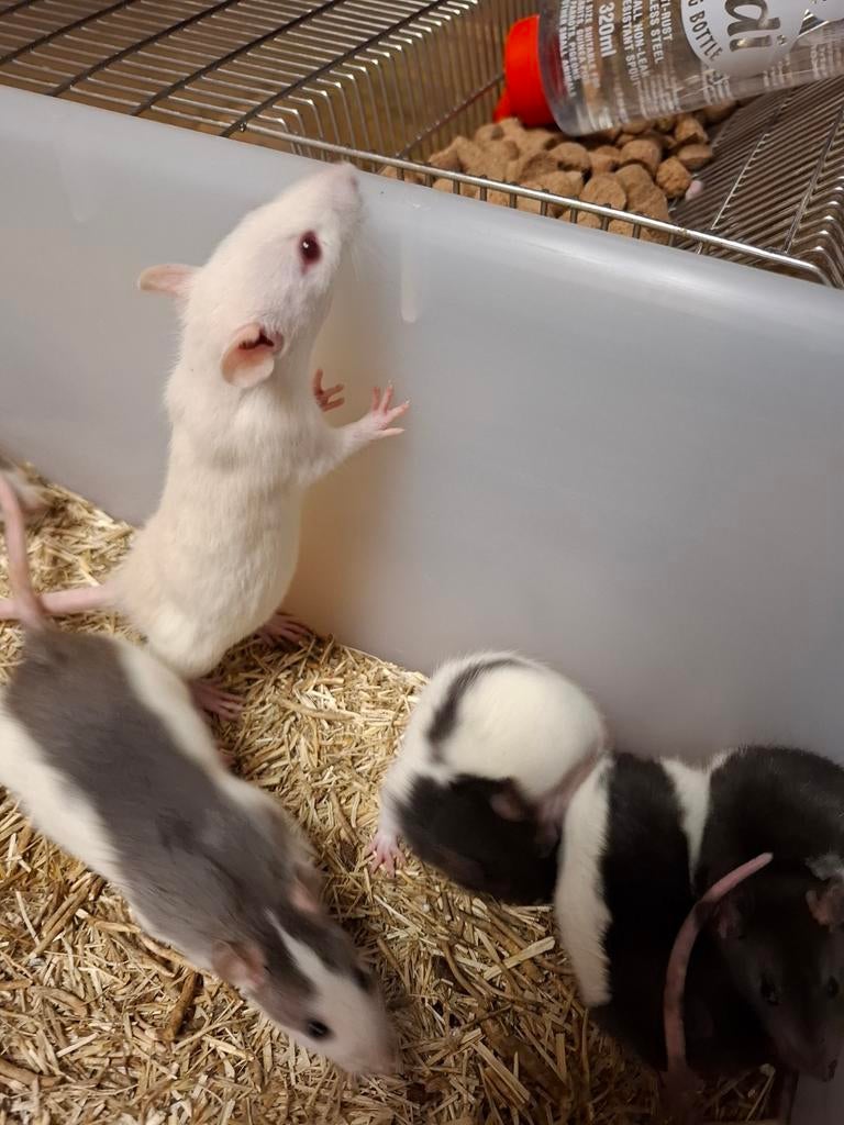 Ratten, Dieren en Toebehoren, Rat, Januari, Meerdere dieren, Tam