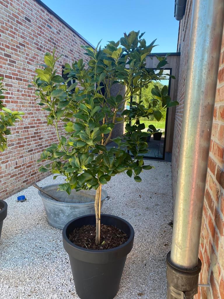 Grote mooie citroenboom mooie pot in mediterranse potgrond, En pot, 100 à 250 cm, Plein soleil, Autres espèces