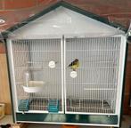 Mooie kanarieman, Dieren en Toebehoren, Vogels | Kanaries, Zangkanarie