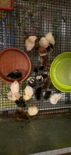 Serama kuikens, Animaux & Accessoires, Volatiles